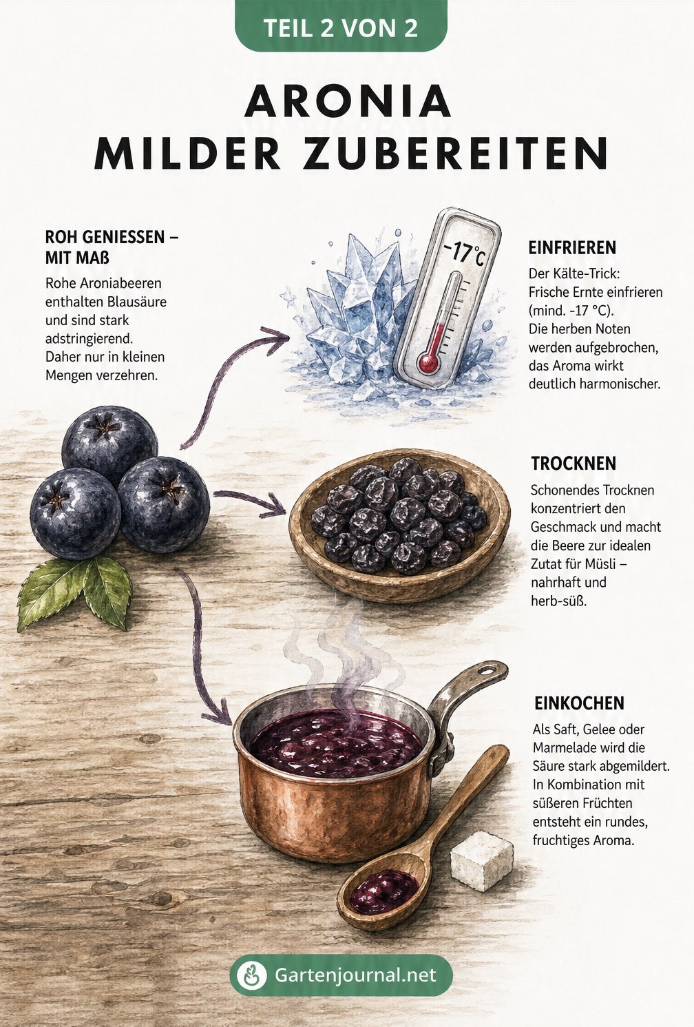 Illustration der Verarbeitung von Aroniabeeren durch Einfrieren, Trocknen und Einkochen zur Milderung des herben Geschmacks