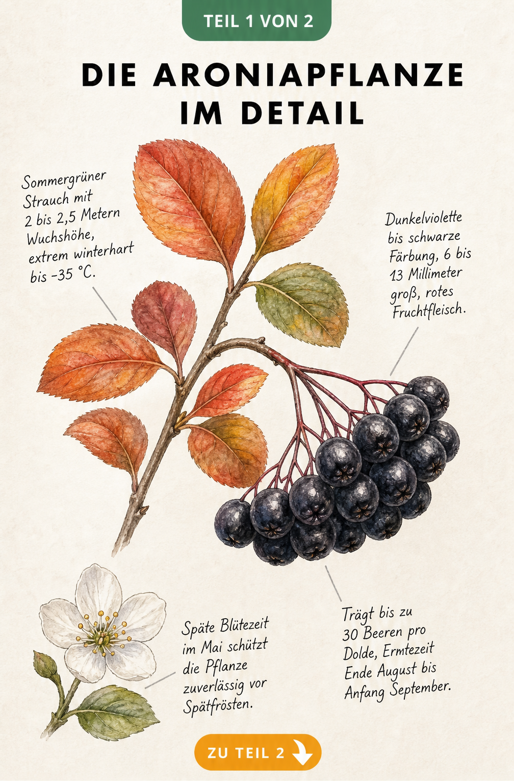 Botanische Illustration eines Aronia-Zweiges mit orange-roten Herbstblättern, dunkelvioletten Beeren und einer weißen Blüte.