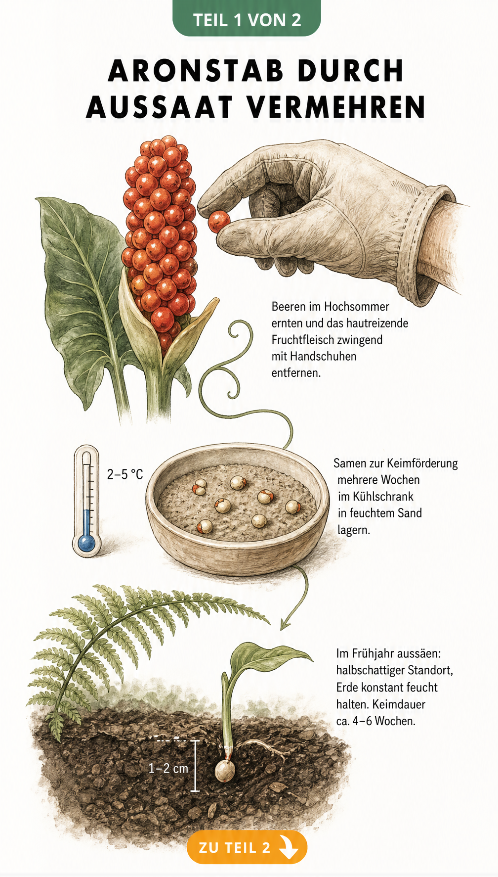 Botanische Illustration der Aronstab-Aussaat mit rotem Fruchtstand, Stratifikation im Kühlschrank und Pflanzung des Samens