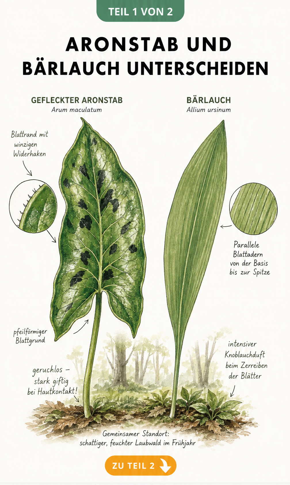 Botanische Zeichnung: Vergleich der Blätter von Geflecktem Aronstab und Bärlauch