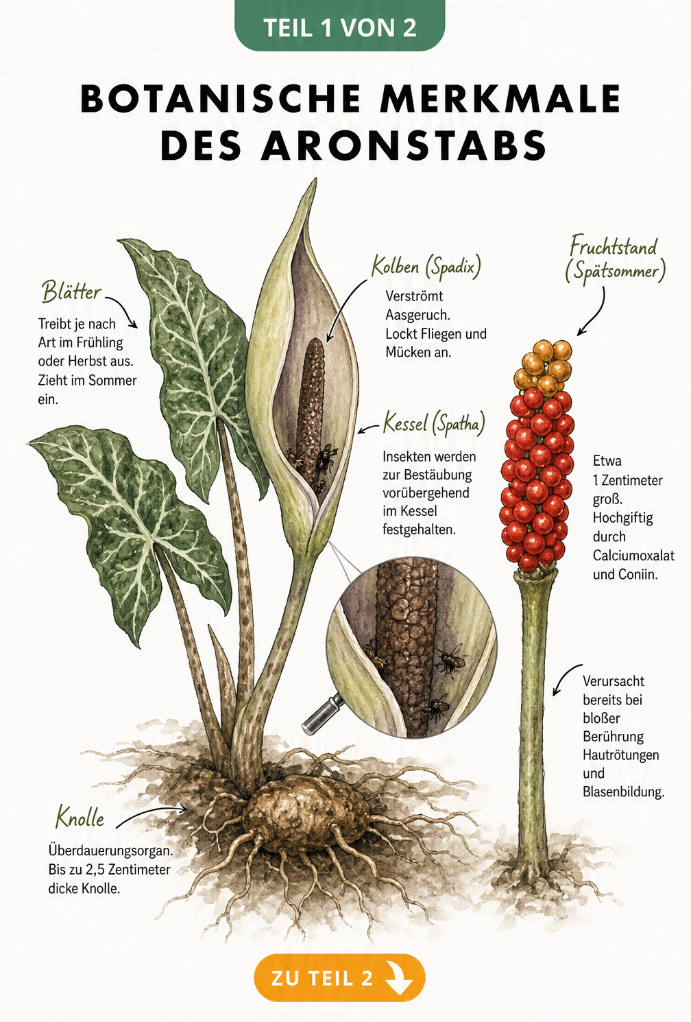 Botanische Illustration des Aronstabs mit Blättern, Wurzelknolle, Blüte als Kesselfalle und rotem Fruchtstand