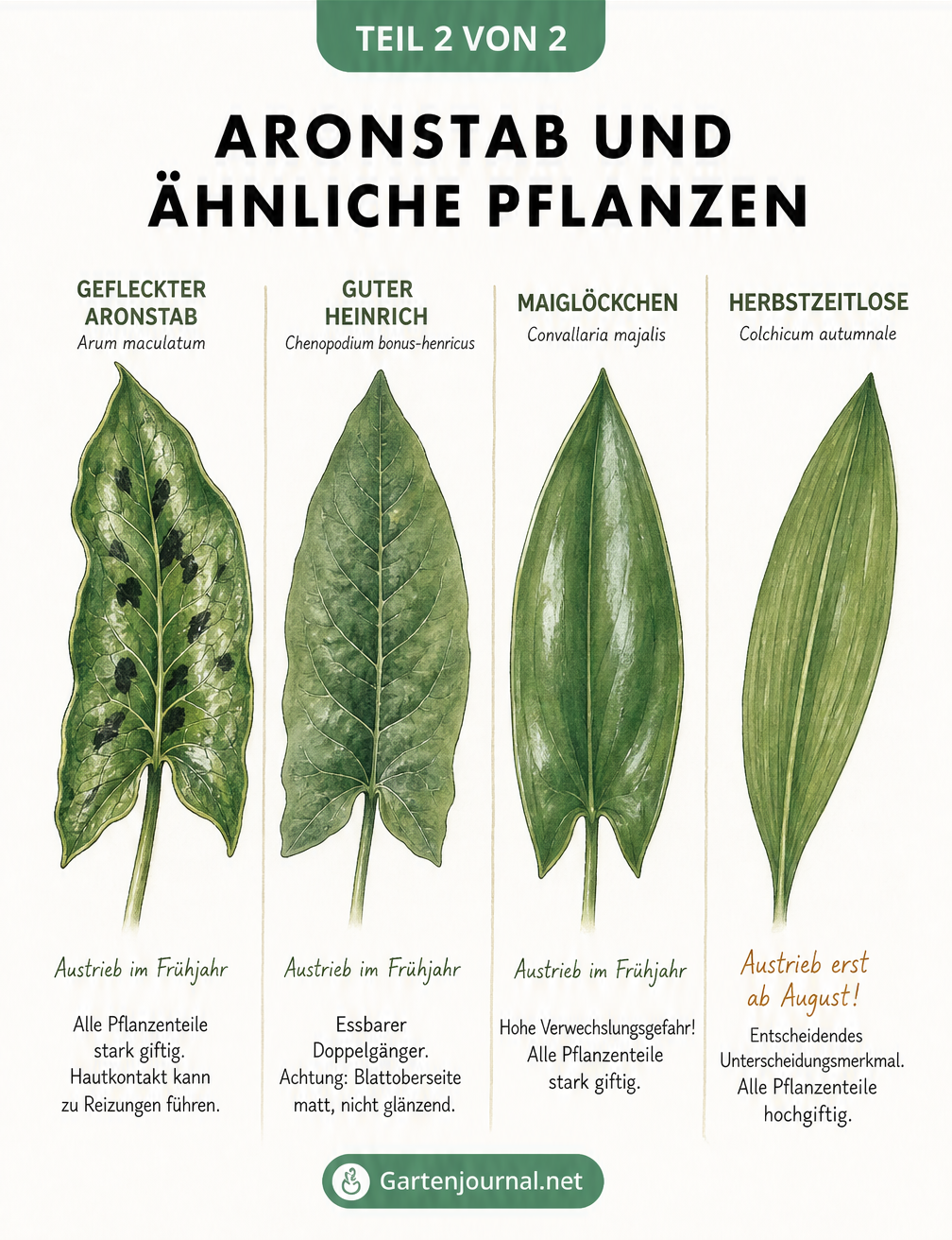 Übersicht der Blätter von Aronstab, Gutem Heinrich, Maiglöckchen und Herbstzeitlose