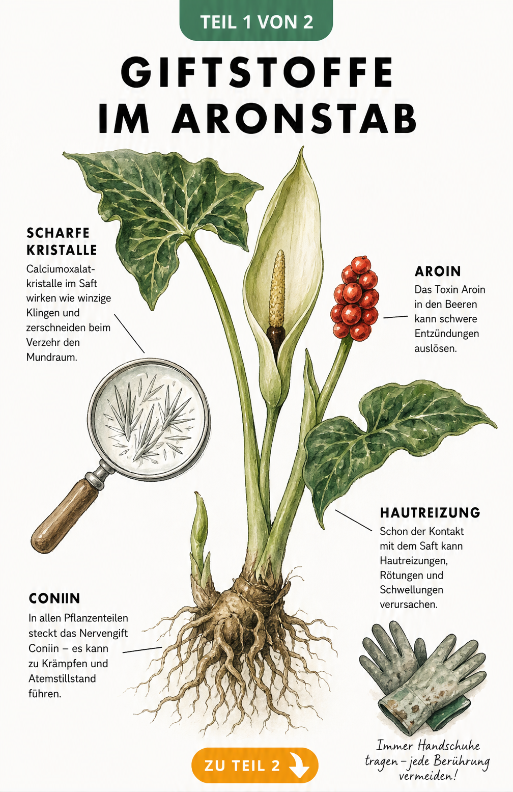 Botanische Illustration des Aronstabs mit Wurzel, Blättern, Blütenstand und roten Beeren sowie Hinweisen auf Giftstoffe wie Calciumoxalat-Kristalle und Coniin.