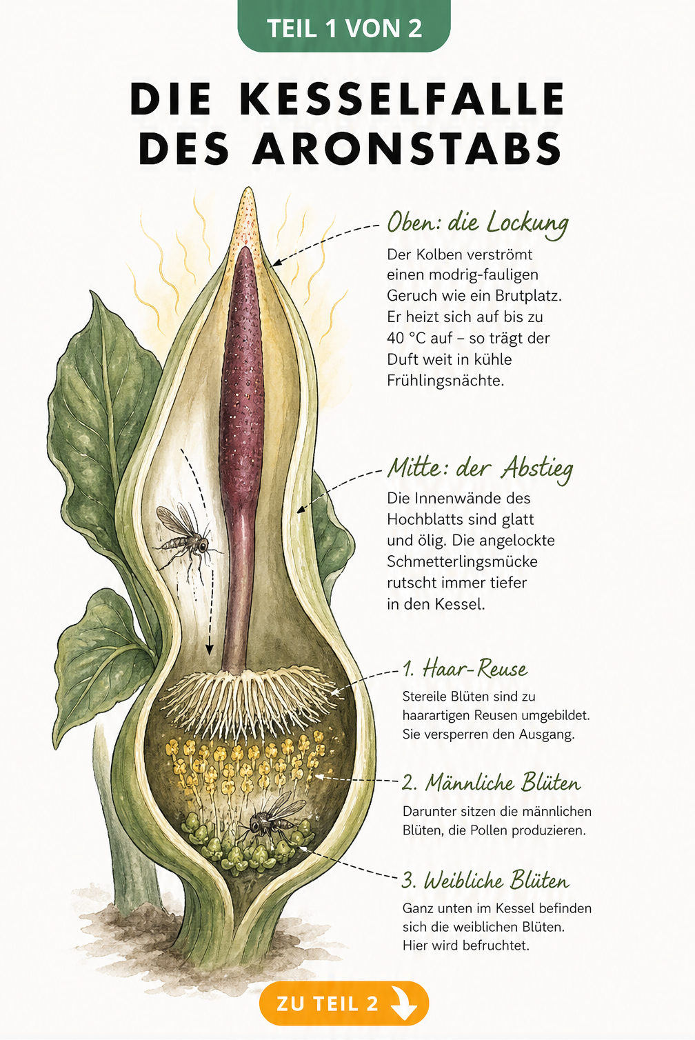 Botanische Illustration des Aronstabs im Längsschnitt, die den Aufbau der Kesselfalle mit Spatha, Kolben und den verschiedenen Blütenarten zeigt.