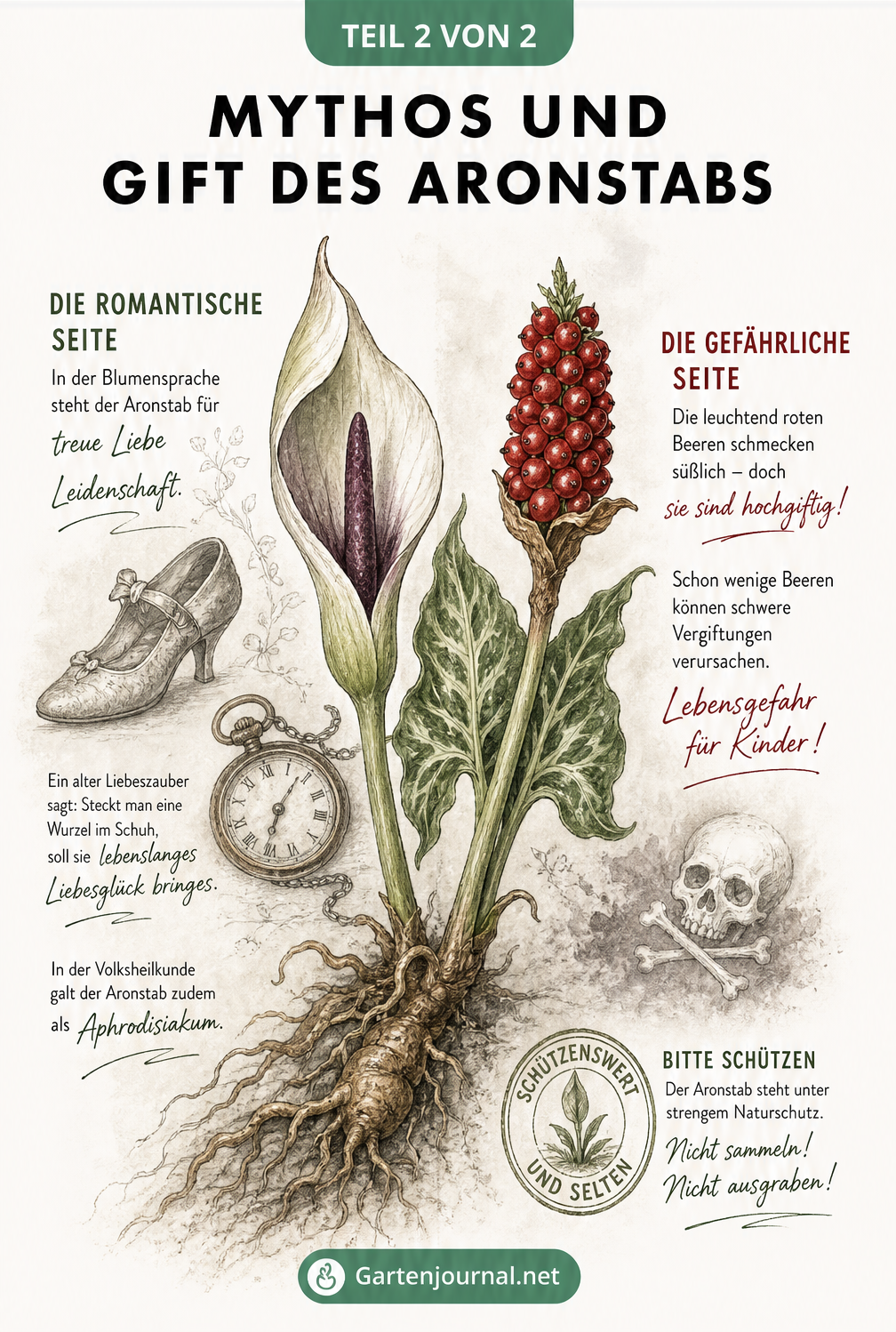 Aquarellierte Illustration des Aronstabs mit Blüte, roten Beeren, historischen Elementen und Warnhinweisen