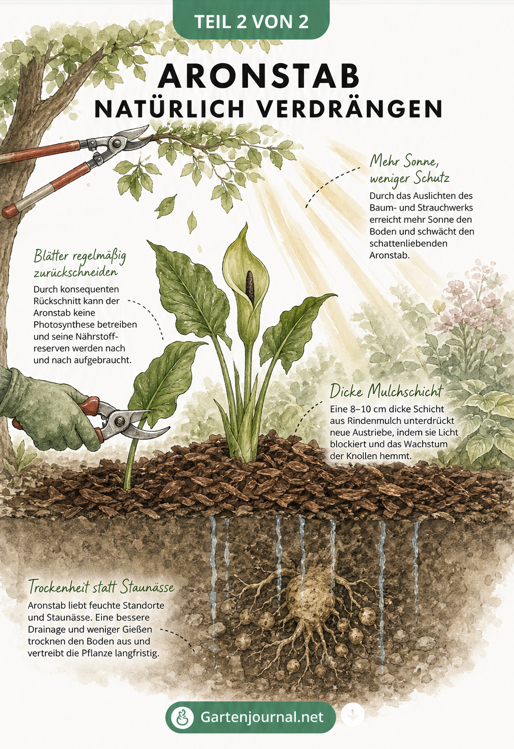 Aquarellierte Gartenszene, die zeigt, wie man Aronstab durch mehr Sonnenlicht, Rindenmulch, Rückschnitt der Blätter und verbesserte Drainage natürlich...