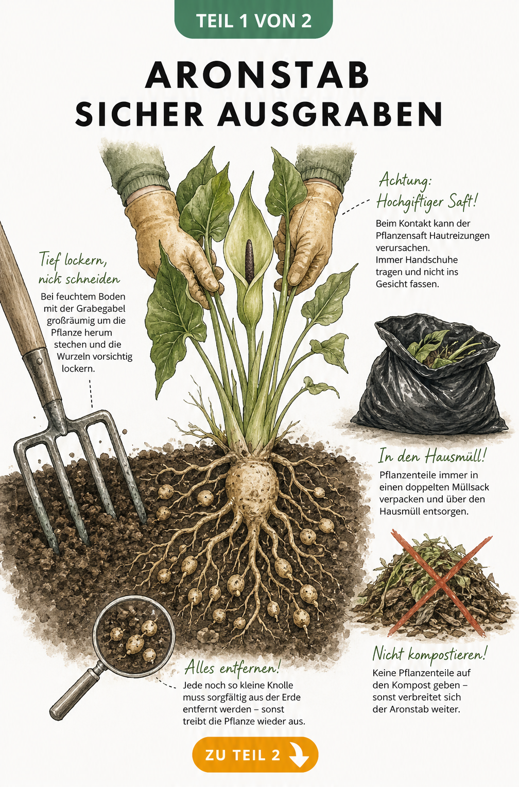 Illustration eines Gartenbodens im Querschnitt, die zeigt, wie man Aronstab mit einer Grabegabel tief ausgräbt und die giftigen Pflanzenteile mit Handschuhen...