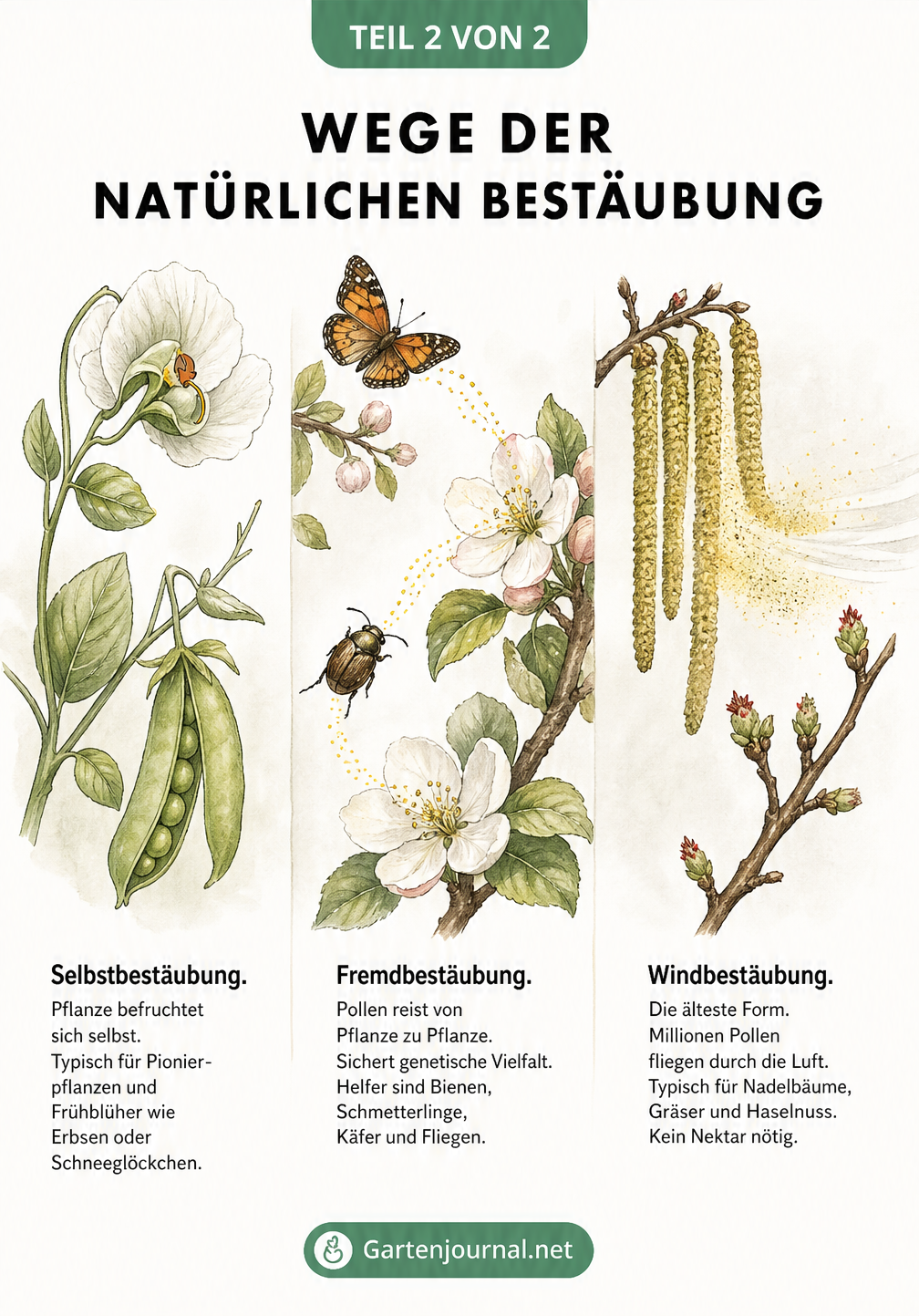 Illustration dreier Bestäubungsarten: Selbstbestäubung bei einer Erbse, Fremdbestäubung durch Insekten bei Apfelblüten und Windbestäubung bei einer Haselnuss.