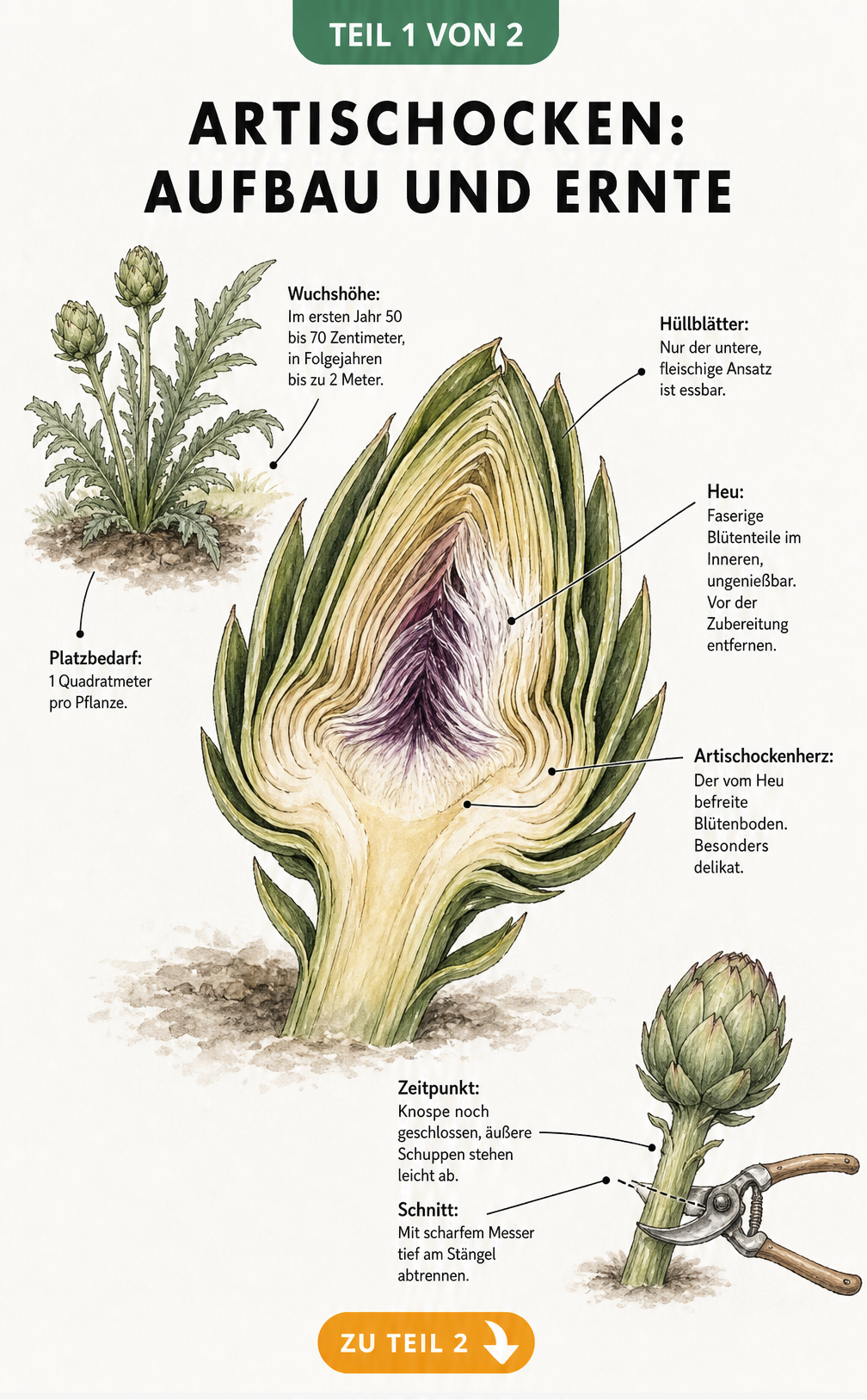 Botanische Illustration einer aufgeschnittenen Artischockenknospe mit Beschriftung von Hüllblättern, Heu und Artischockenherz sowie Skizzen zu Wuchshöhe und...