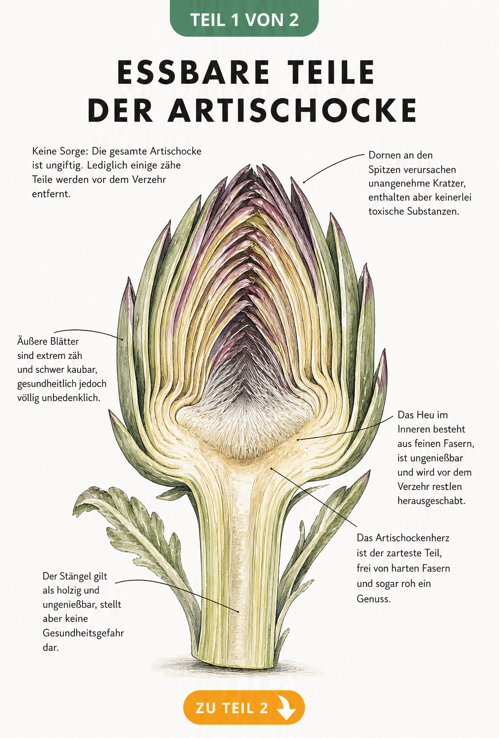 Botanische Illustration einer halbierten Artischocke mit Beschriftung der essbaren und ungenießbaren Teile