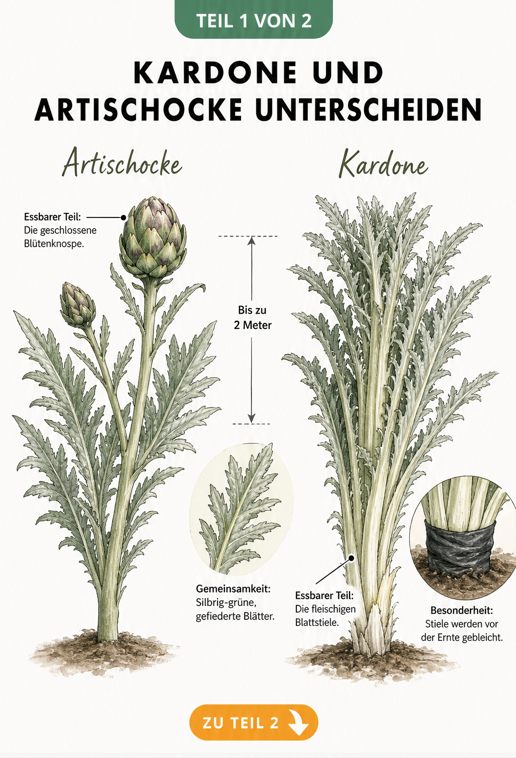 Botanische Illustration von Artischocke und Kardone im Vergleich mit Gemeinsamkeiten und Unterschieden