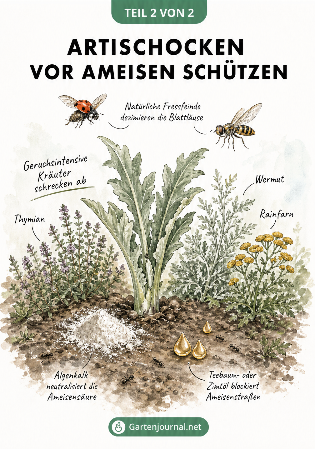 Zeichnung einer Artischocke im Beet mit Algenkalk, Begleitpflanzen wie Thymian und Nützlingen