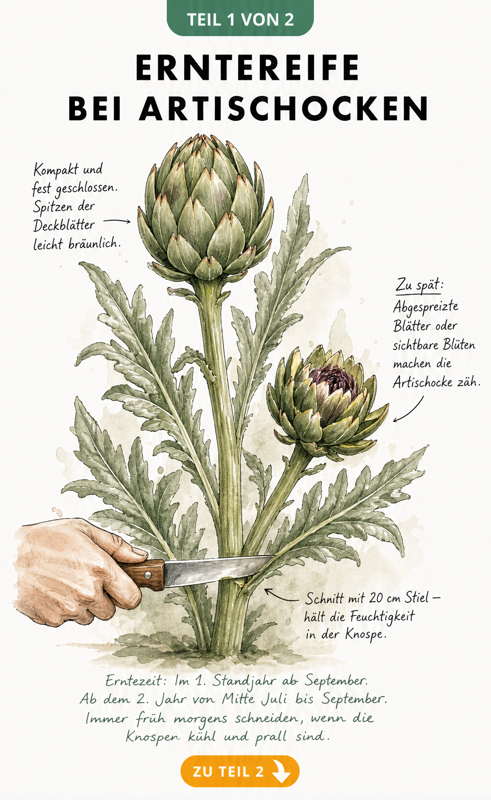Illustration einer Artischockenpflanze mit geschlossener Hauptknospe und überreifer Seitenknospe zur Bestimmung der Erntereife