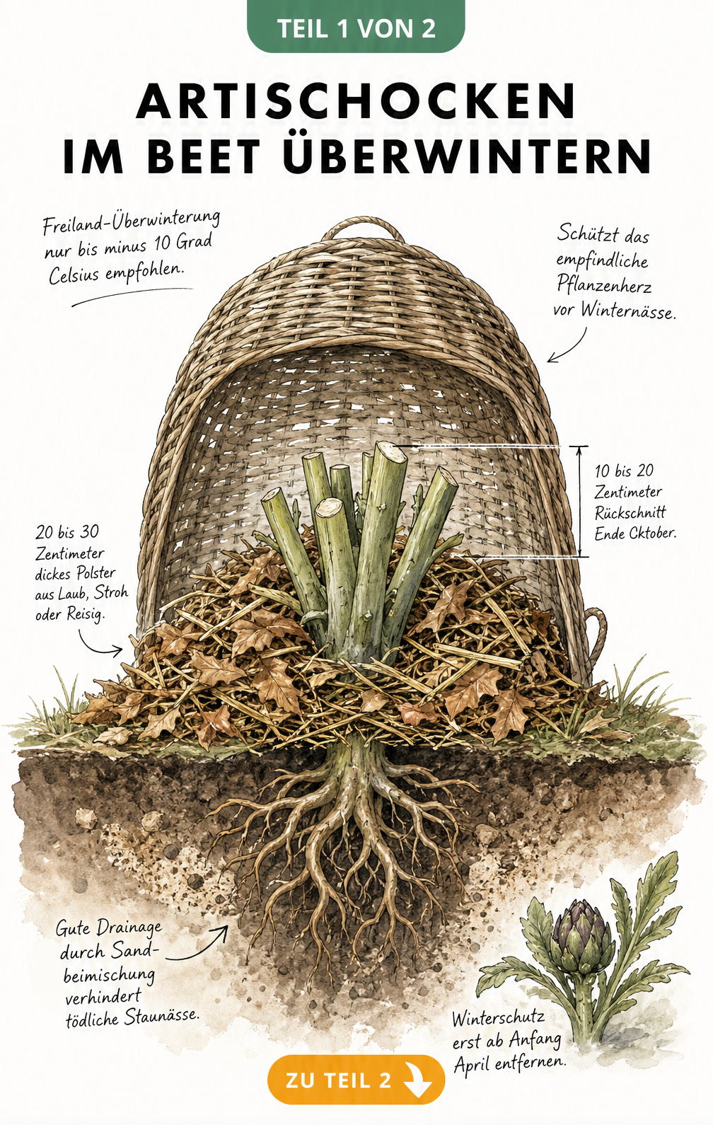 Querschnitt-Illustration einer Artischockenpflanze im Gartenboden mit Rückschnitt, Mulchschicht und Weidenkorb als Winterschutz