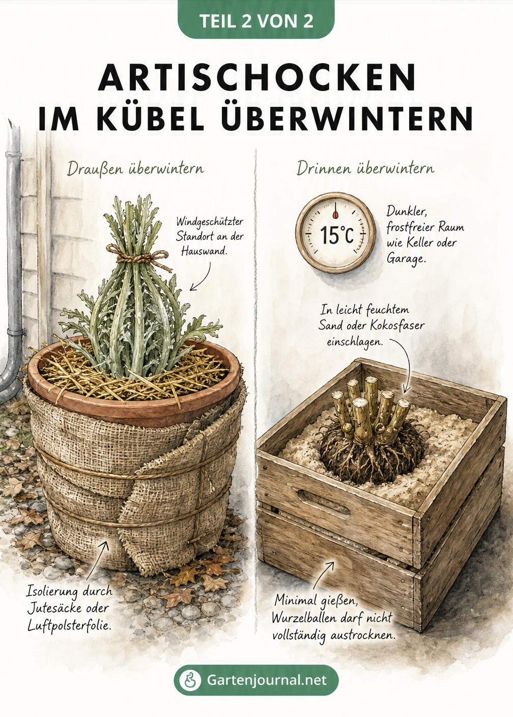 Zwei Methoden zur Überwinterung von Artischocken im Kübel: draußen mit Isolierung und drinnen in einer Holzkiste