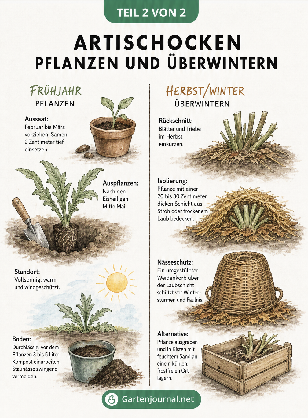 Zweigeteilte Illustration: Links die Pflanzung einer Artischocke im Frühjahr mit Kompost, rechts der Winterschutz im Herbst mit Laubschicht und Weidenkorb.