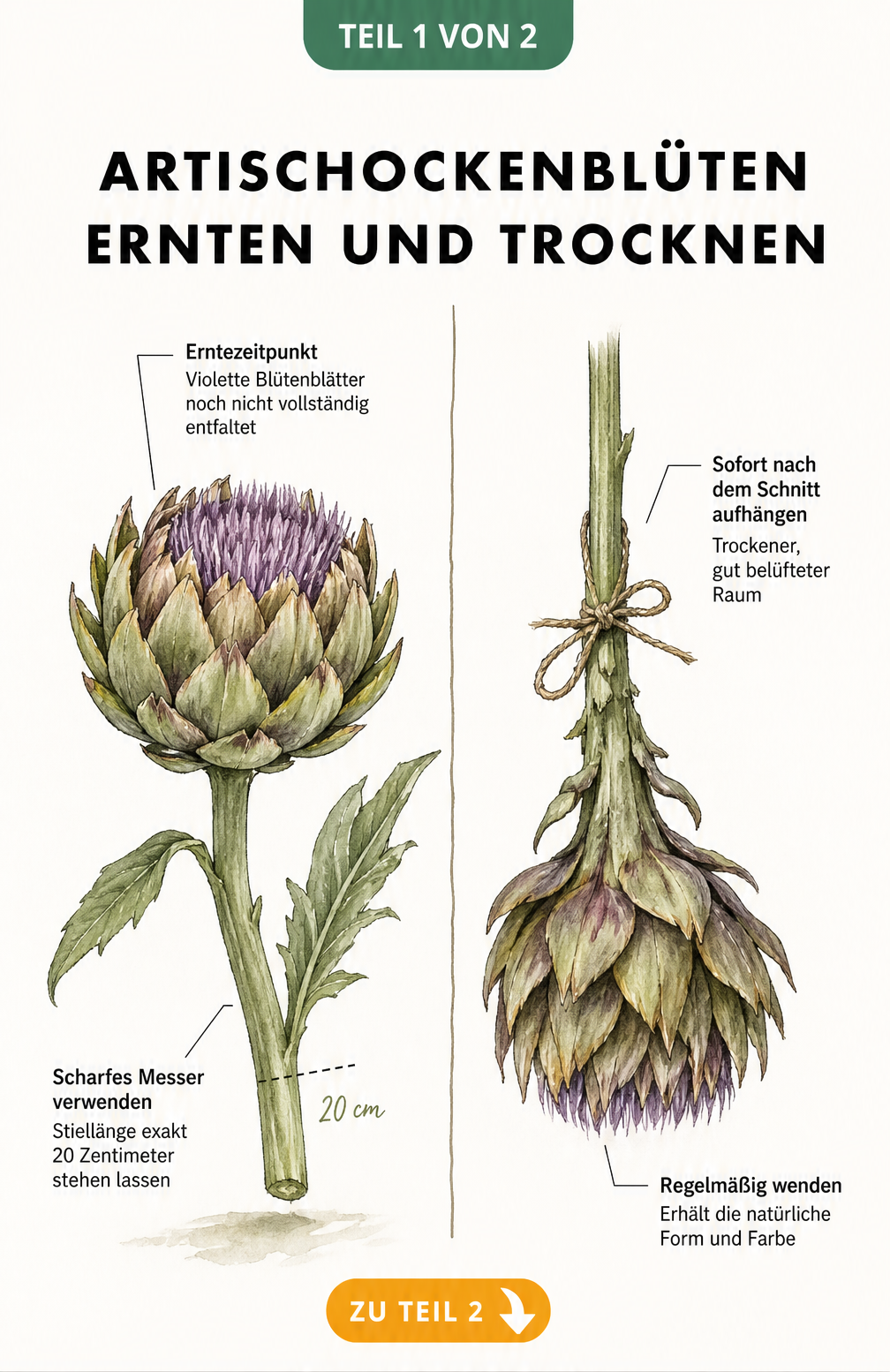 Botanische Illustration einer Artischockenblüte am Stiel und einer hängenden, trocknenden Blüte mit Hinweisen zu Erntezeitpunkt und Trocknung.