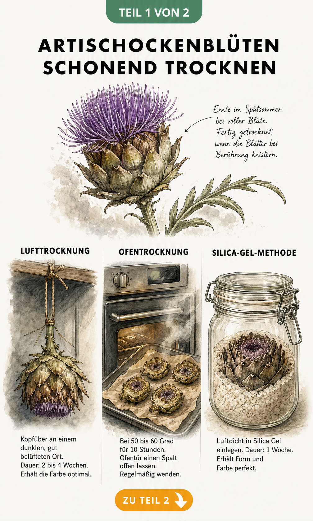 Illustration von drei Methoden zum Trocknen von Artischockenblüten: Lufttrocknung, Ofentrocknung und Silica-Gel
