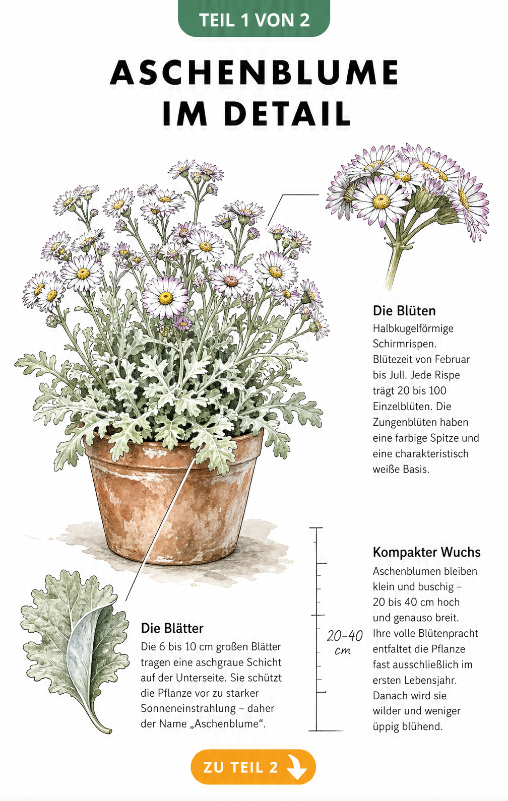 Botanische Illustration der Aschenblume mit Details zu Blüte, Blatt und Wuchs