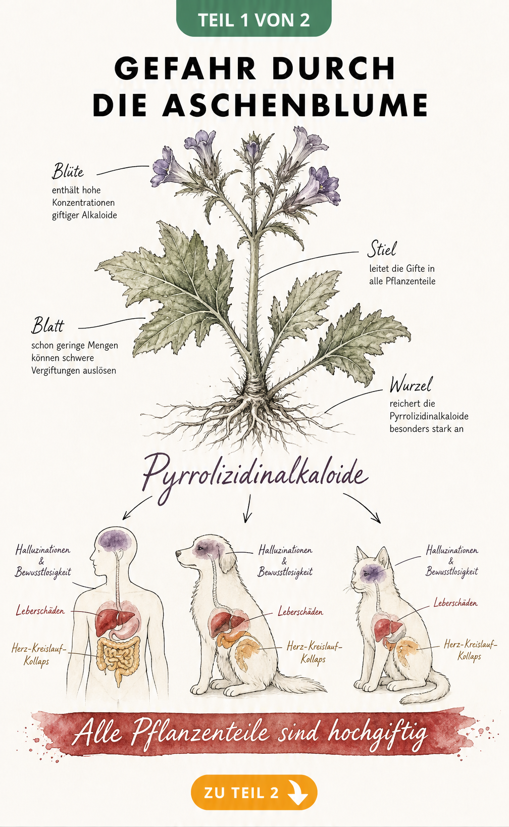 Botanische Illustration der Aschenblume mit Markierungen der giftigen Pflanzenteile und anatomischen Silhouetten von Mensch, Hund und Katze, die betroffene...