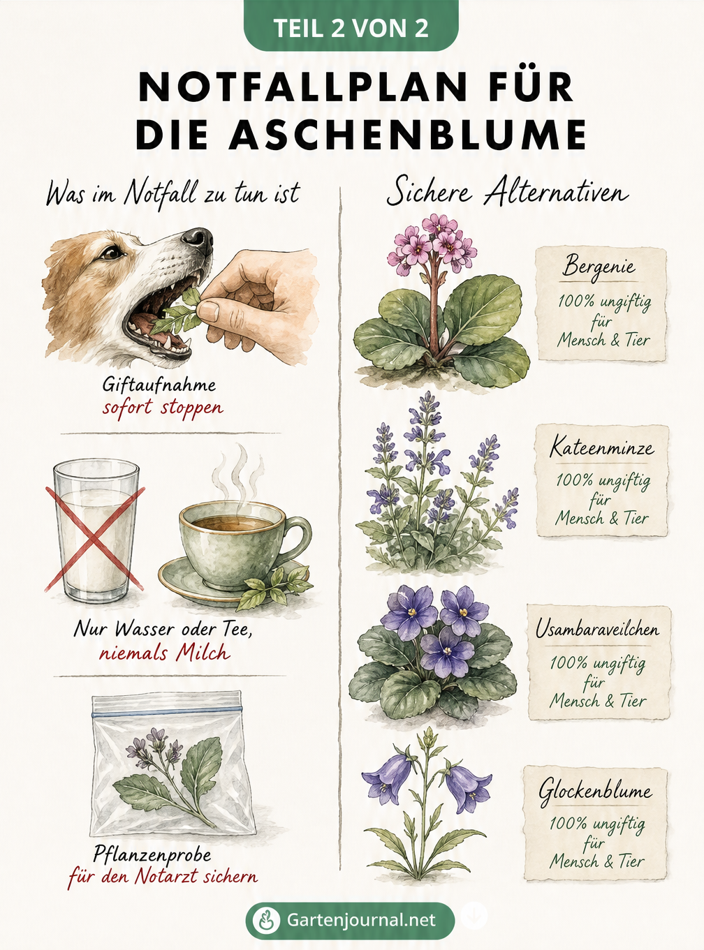 Zweigeteilte Illustration: Links Erste-Hilfe-Maßnahmen bei Vergiftung durch Aschenblume, rechts vier ungiftige Pflanzenalternativen wie Bergenie und...