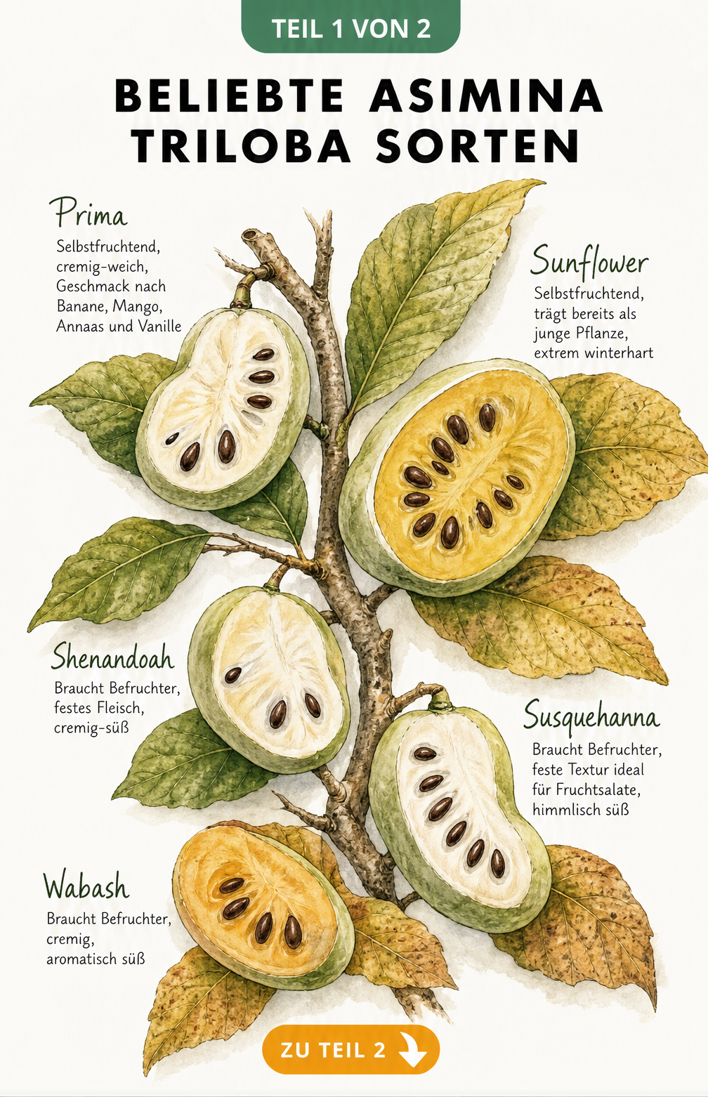 Botanische Illustration von fünf Asimina Triloba Sorten mit aufgeschnittenen Früchten und Eigenschaften