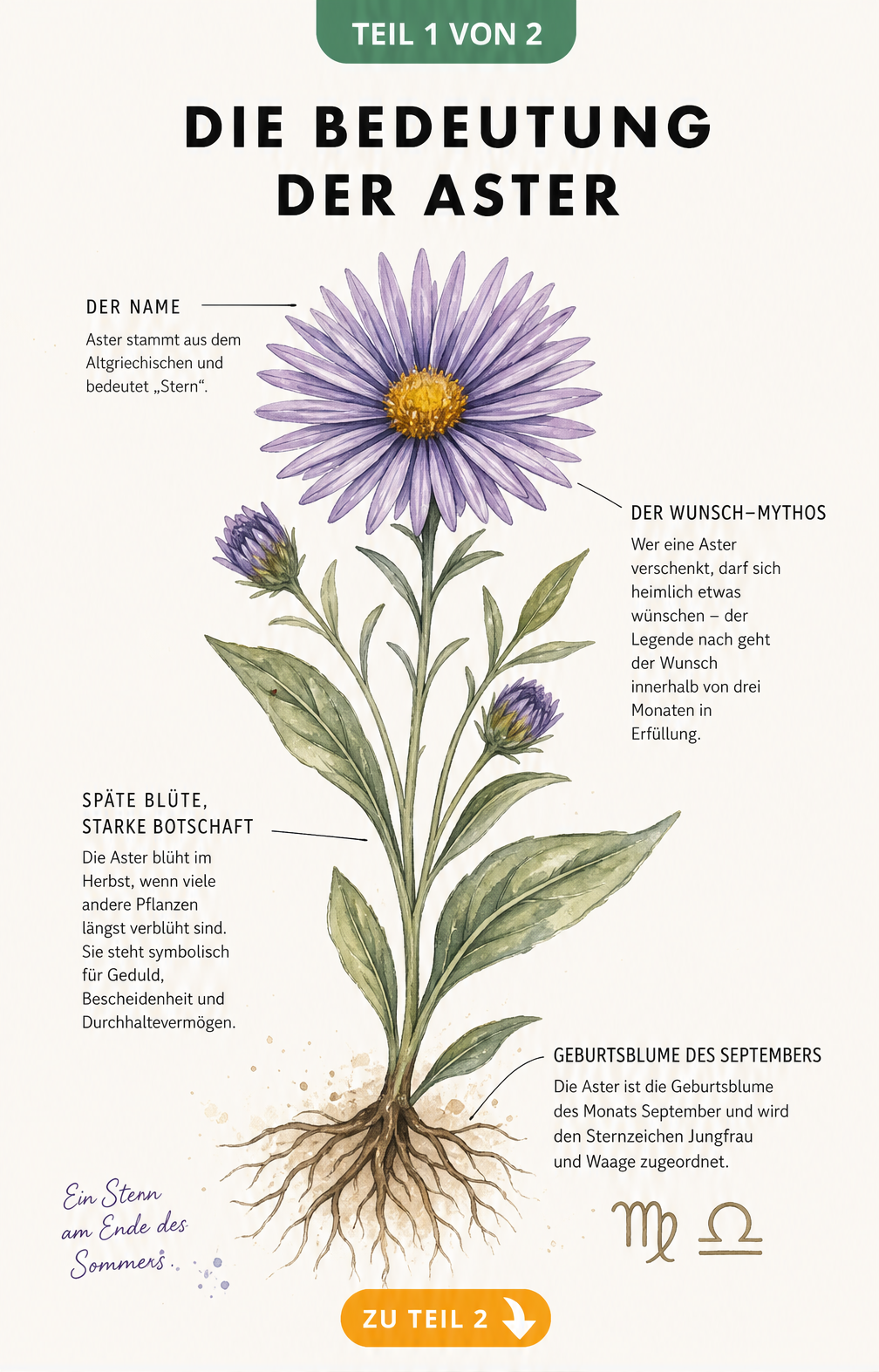Botanische Illustration einer Aster mit Erklärungen zu Herkunft, Blütezeit und Symbolik
