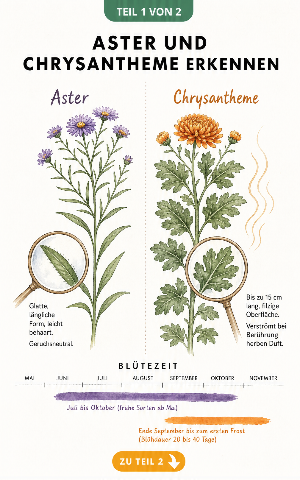 Botanische Illustration von Aster und Chrysantheme mit Fokus auf Blattformen und Blütezeiten