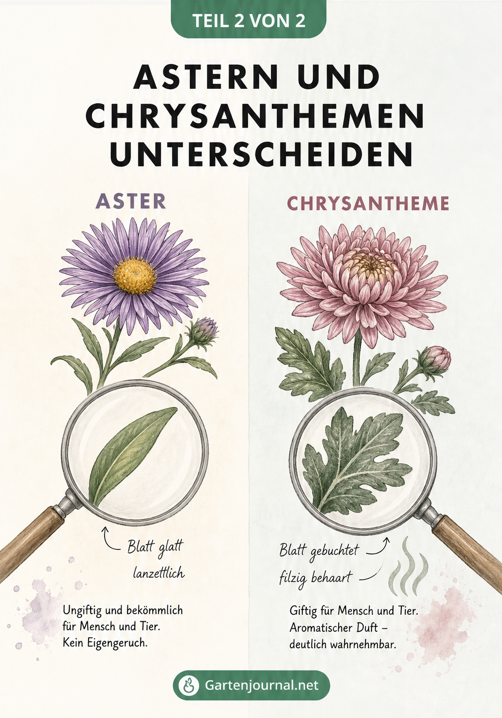 Gegenüberstellung von Aster und Chrysantheme mit Fokus auf die Blattform: glatte Blätter bei der Aster, gebuchtete Blätter bei der giftigen Chrysantheme.