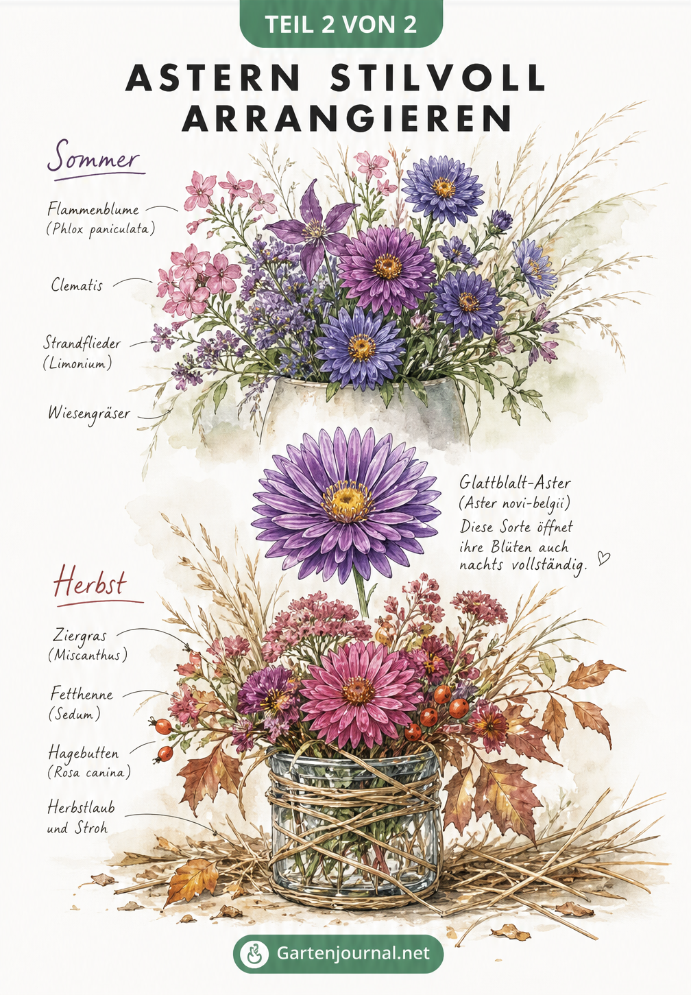 Aquarell-Zeichnung von sommerlichen und herbstlichen Astern-Arrangements mit Begleitpflanzen wie Gräsern und Clematis