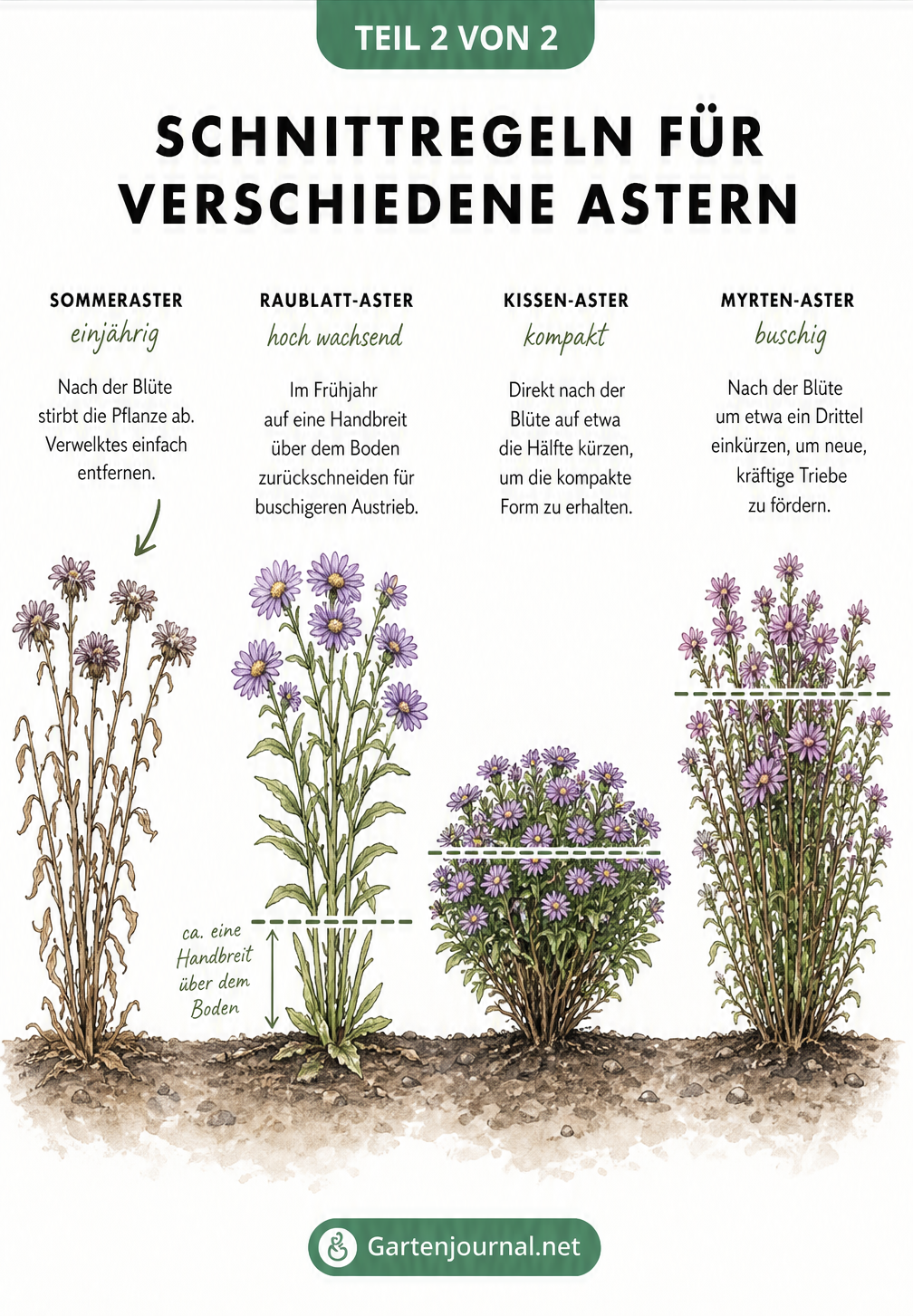 Illustration von vier Astern-Wuchsformen mit Markierungen für den korrekten Rückschnitt bei Sommeraster, Raublatt-Aster, Kissen-Aster und Myrten-Aster
