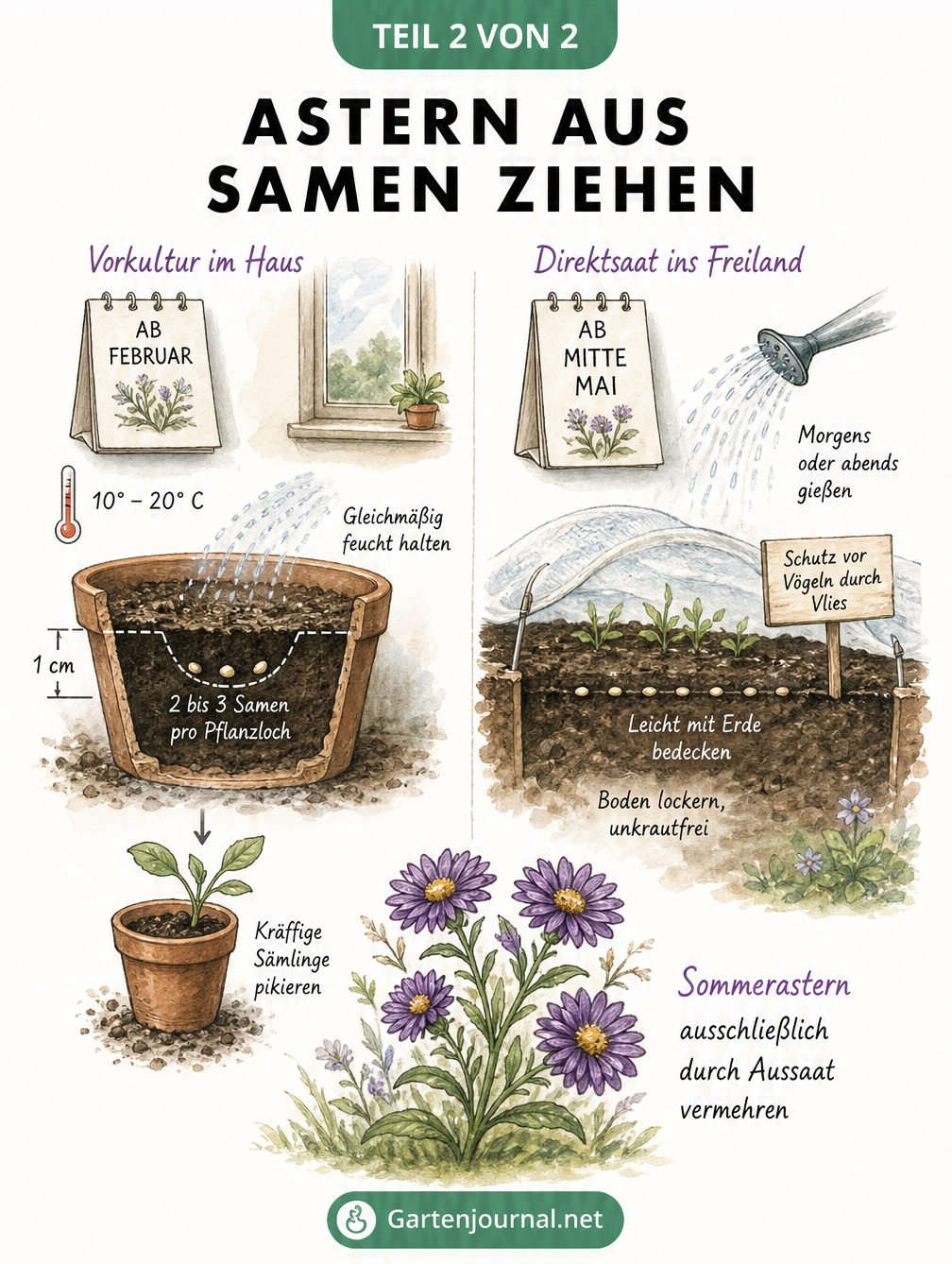 Illustration zur Aussaat von Astern: Vorkultur im Haus und Direktsaat ins Freiland