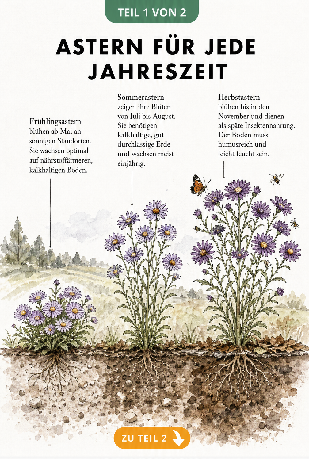 Aquarell-Illustration von Frühlings-, Sommer- und Herbstastern mit Bodenquerschnitt und Pflegehinweisen