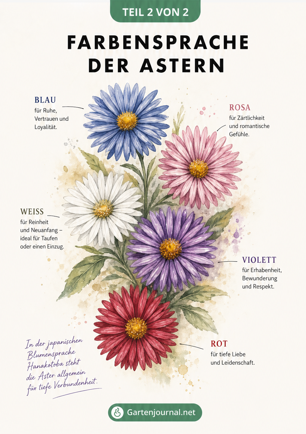 Aufsicht auf fünf verschiedenfarbige Asternblüten mit Erklärungen zu ihrer Farbsymbolik