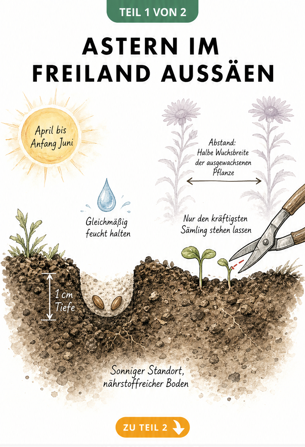 Querschnitt durch die Erde zeigt die Aussaat von Astern im Freiland mit Samen in 1 cm Tiefe und Keimlingen