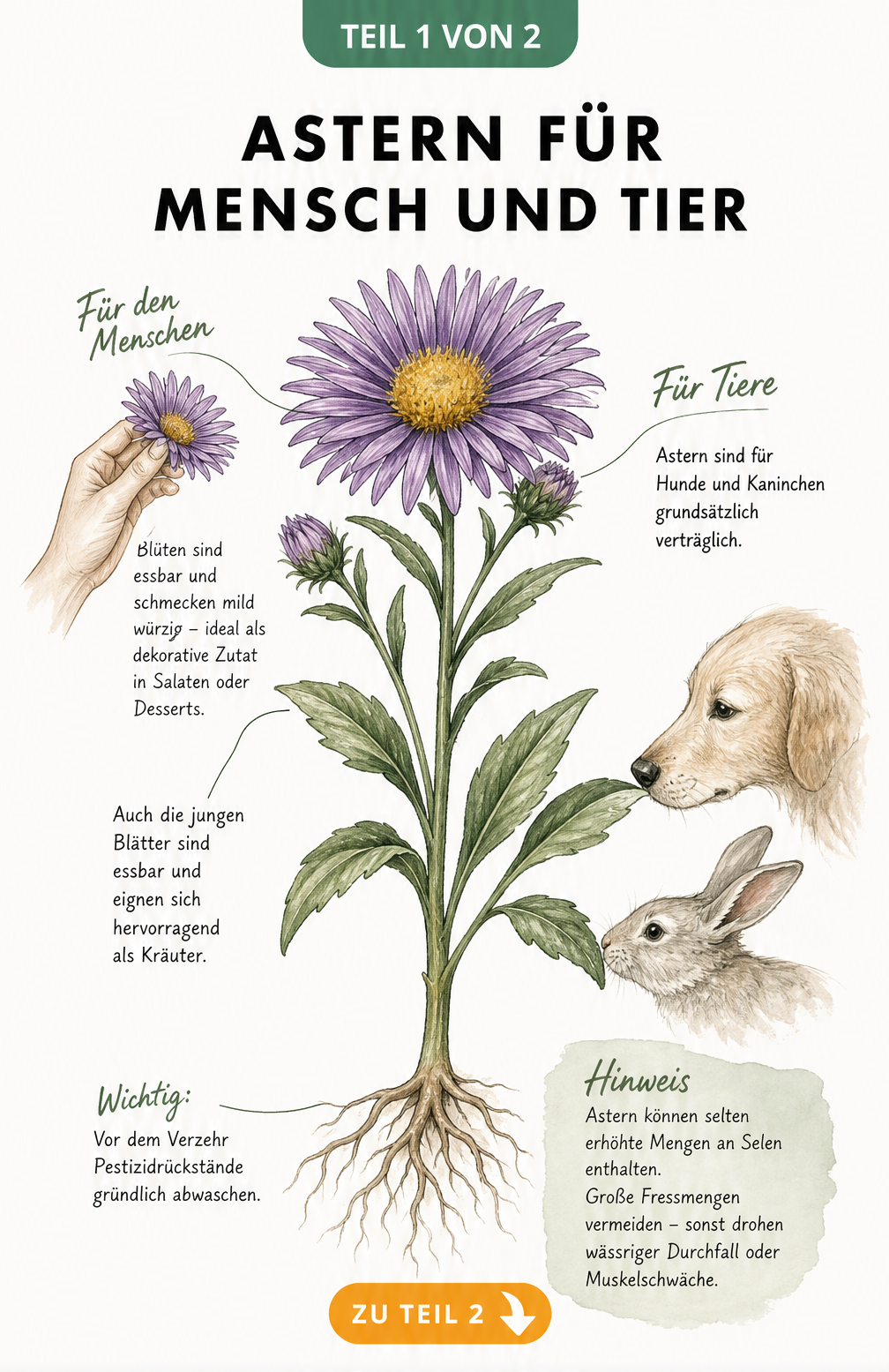 Botanische Illustration einer Aster mit Blüten, Blättern und Wurzeln, die die Essbarkeit für Menschen und die Verträglichkeit für Tiere wie Hunde und Kaninchen...