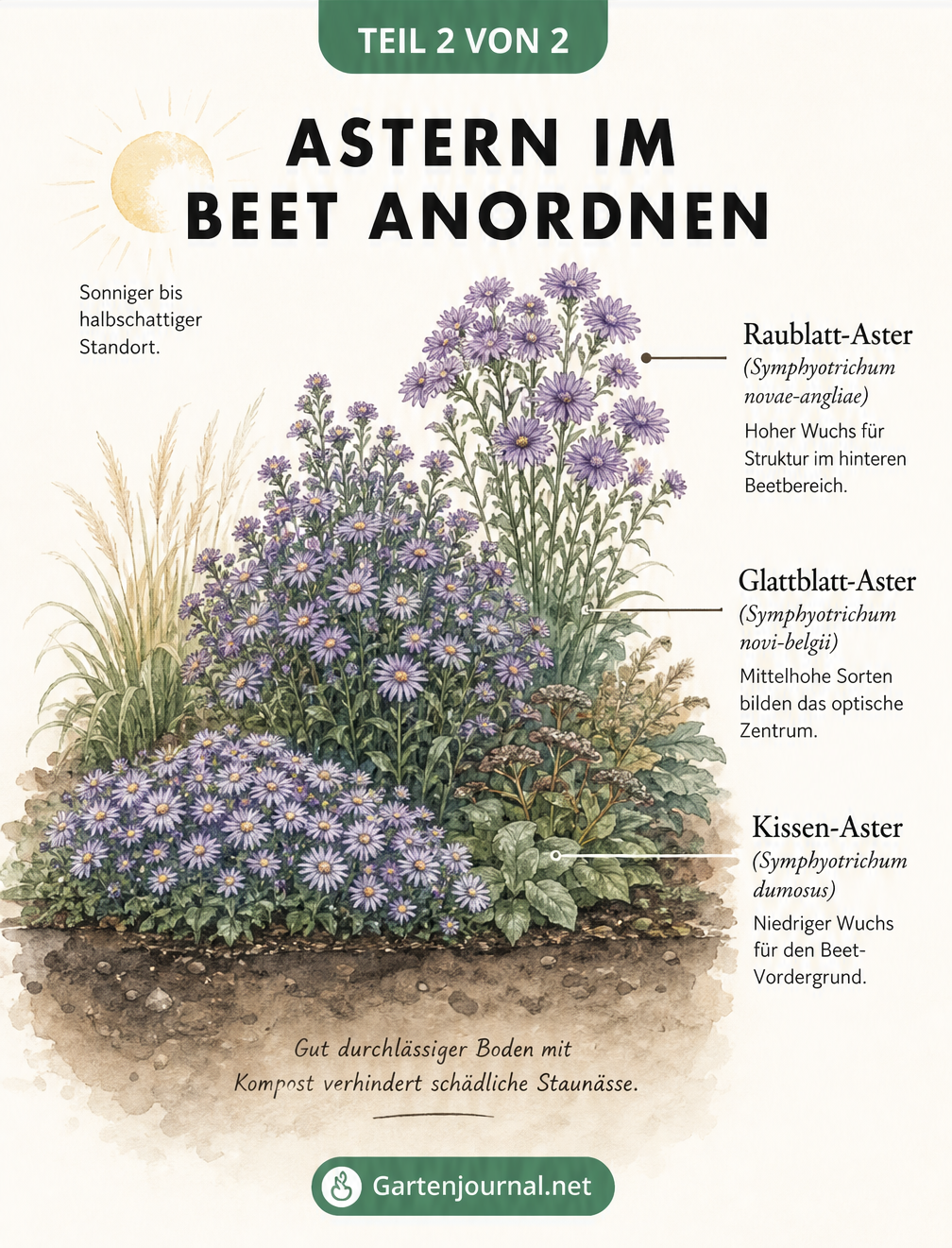 Querschnitt eines Gartenbeets mit Kissen-Aster im Vordergrund, Glattblatt-Aster in der Mitte und Raublatt-Aster im Hintergrund