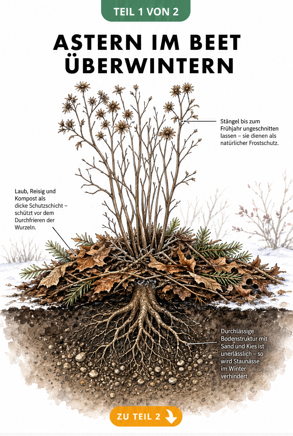 Botanische Querschnitt-Illustration einer Aster im winterlichen Gartenboden mit Schutzschicht aus Laub und Reisig