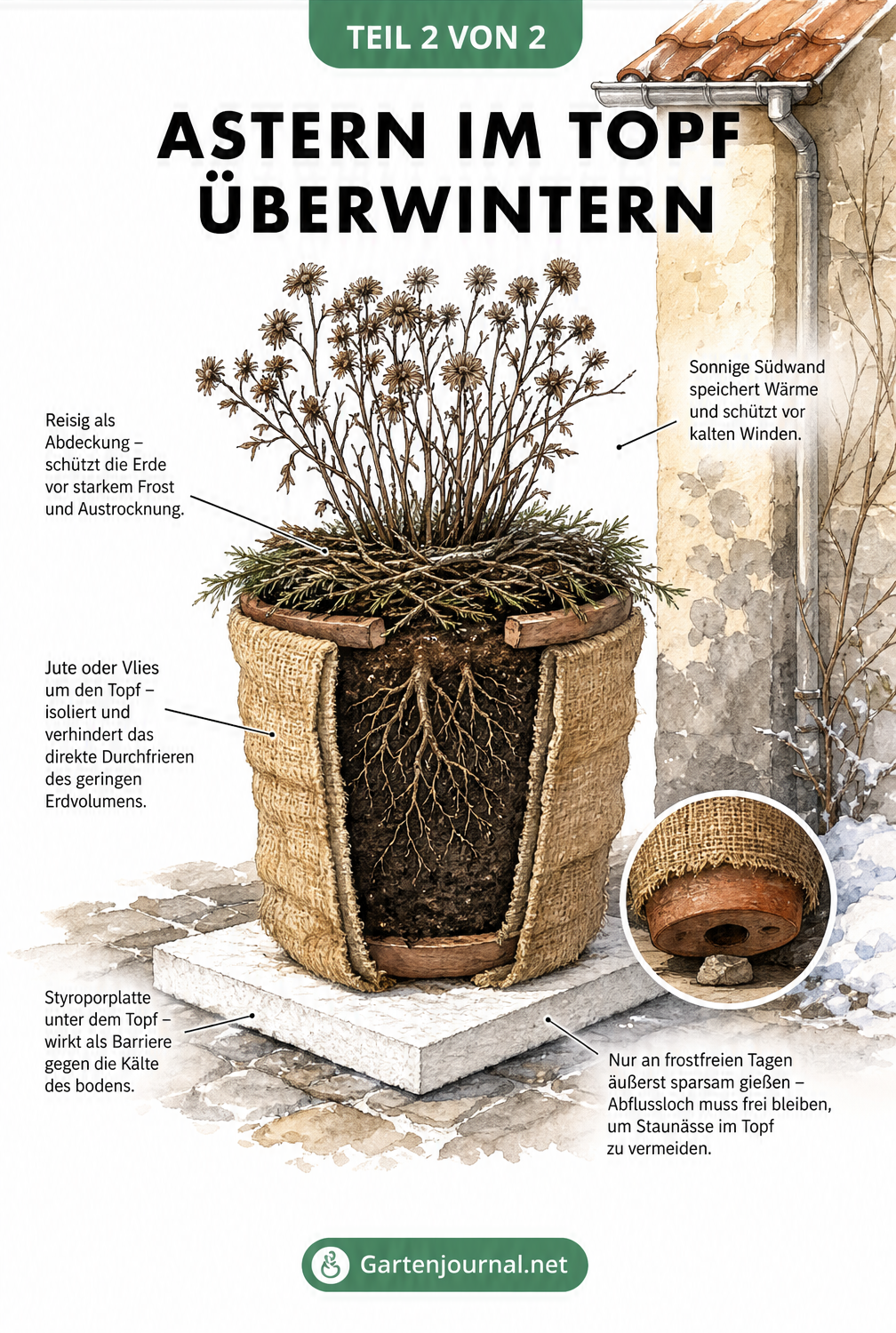 Illustration einer Topf-Aster an einer Hauswand mit Winterschutz aus Jute, Reisig und Styroporplatte