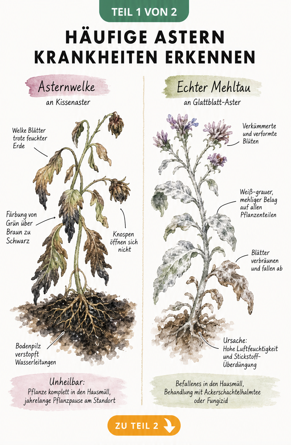 Illustration von Asternwelke und Echtem Mehltau an Astern mit Symptomen und Tipps zur Entsorgung