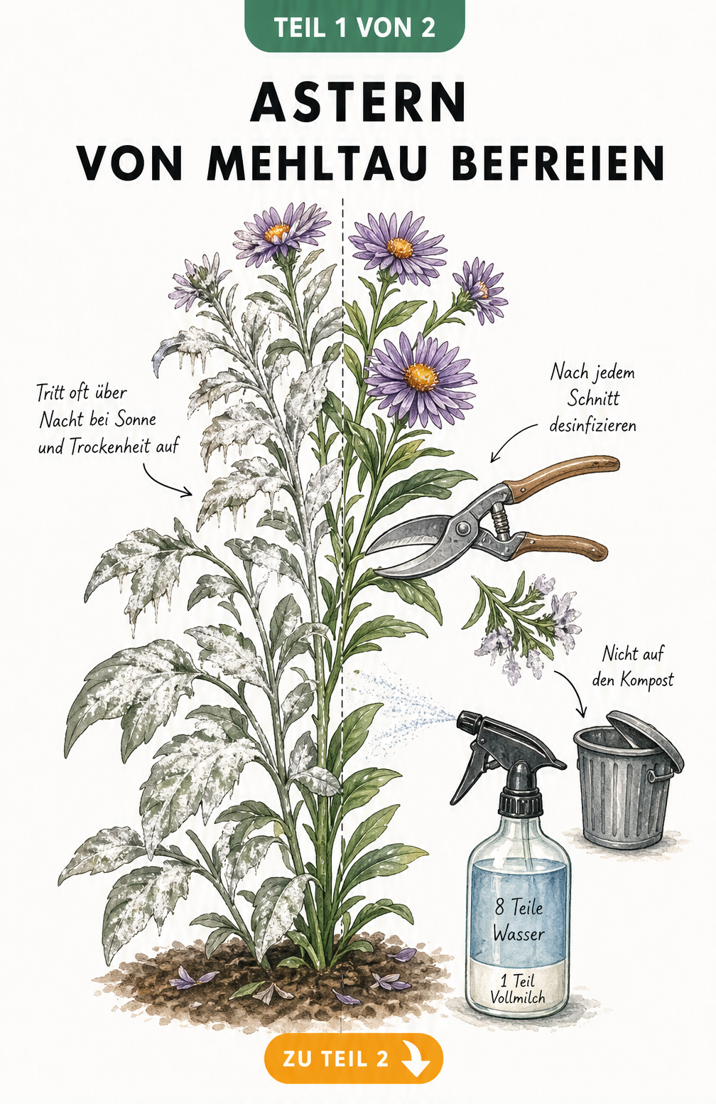 Illustration einer Herbstaster mit Mehltau-Befall, Gartenschere beim Rückschnitt und Sprühflasche mit Milch-Wasser-Gemisch