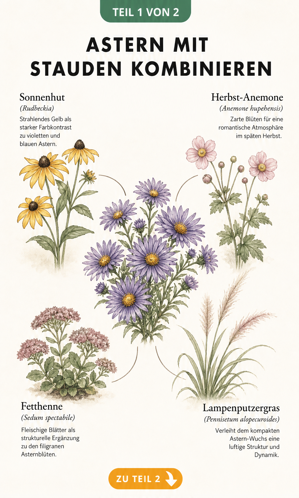 Botanische Illustration einer violetten Aster kombiniert mit Sonnenhut, Herbst-Anemone, Fetthenne und Lampenputzergras