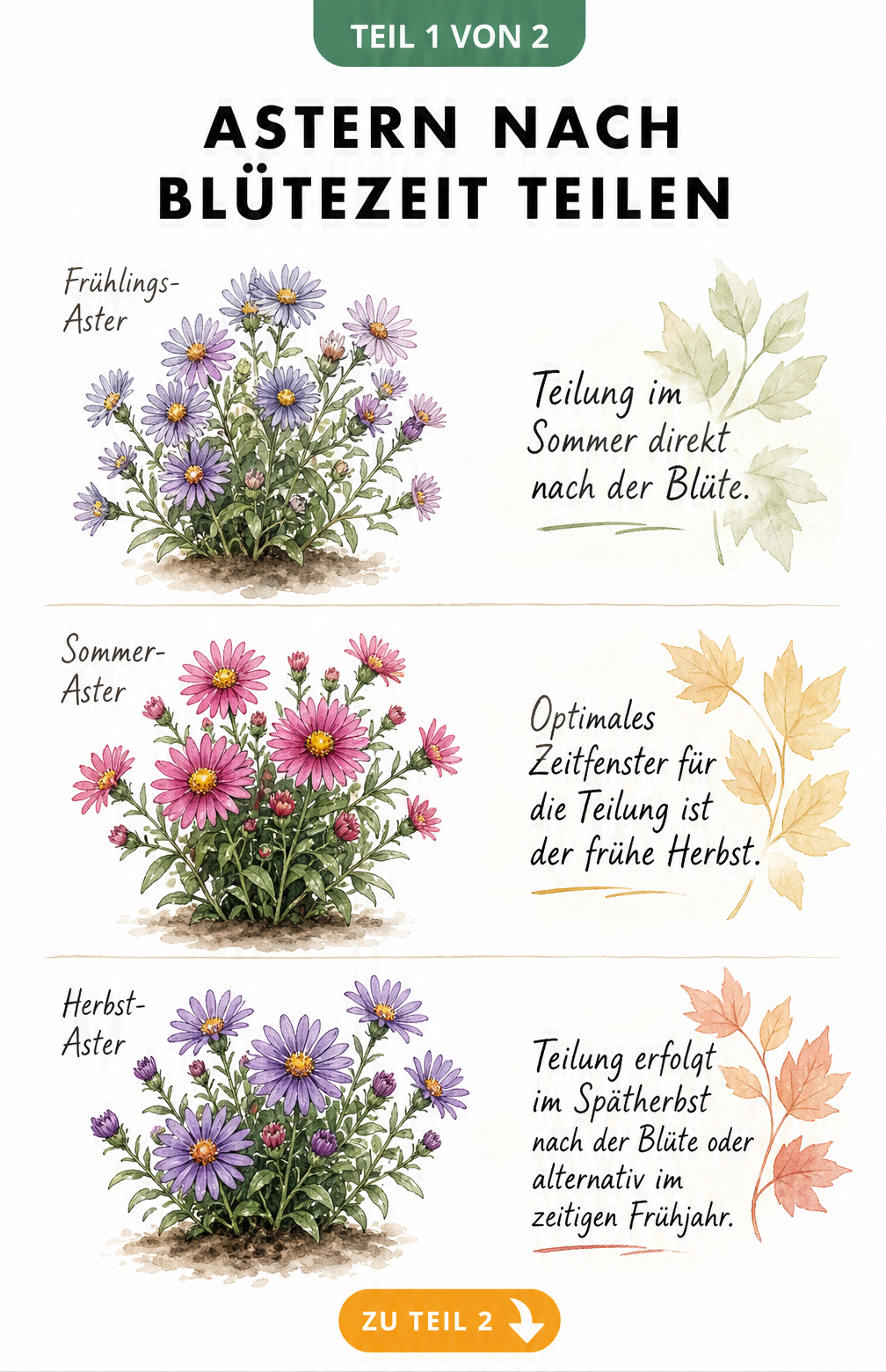 Illustration von Frühlings-, Sommer- und Herbst-Astern mit dem jeweiligen Zeitpunkt zur Teilung