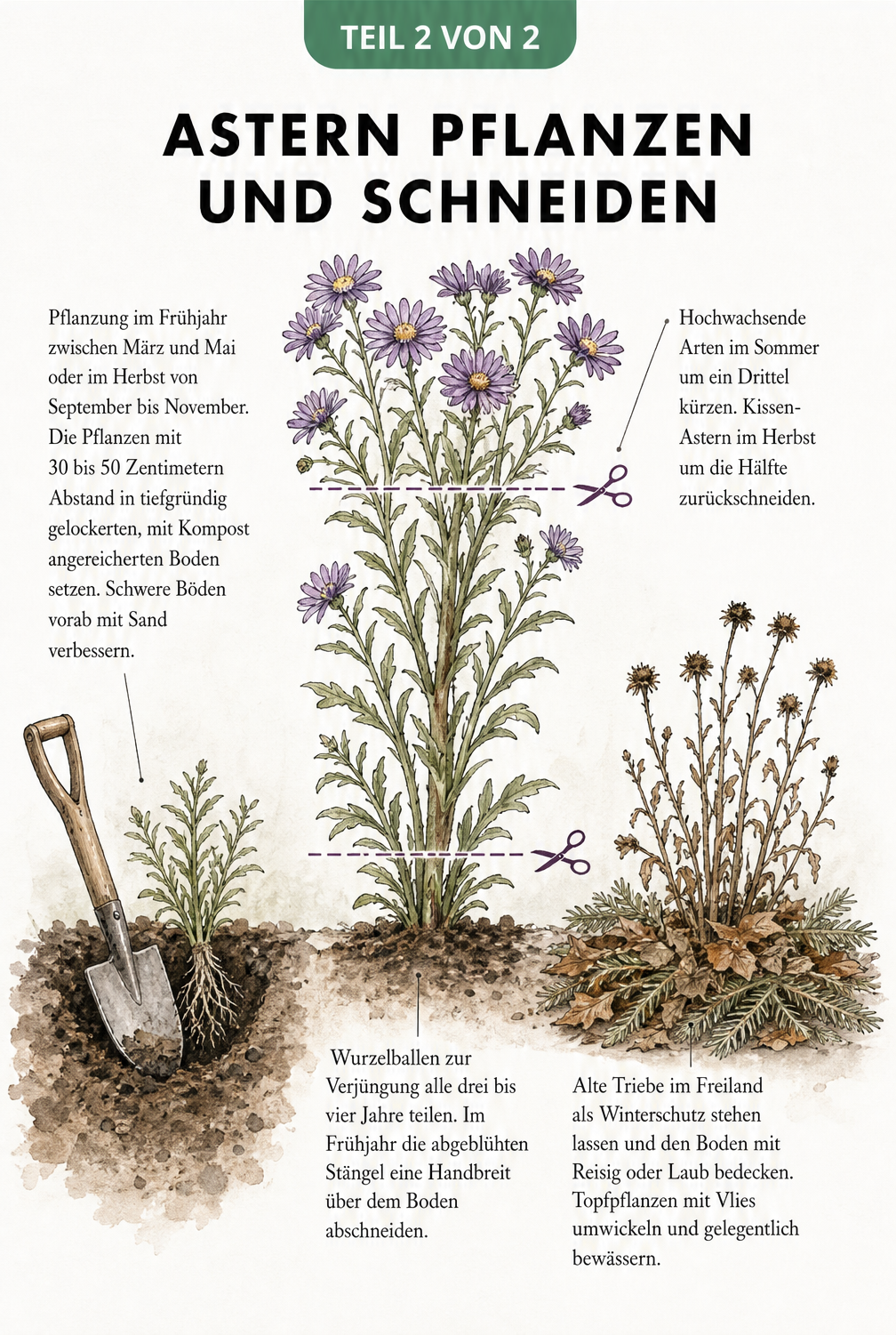 Tusche-Zeichnung einer Aster mit Anleitung zum Pflanzen, Schneiden und Überwintern