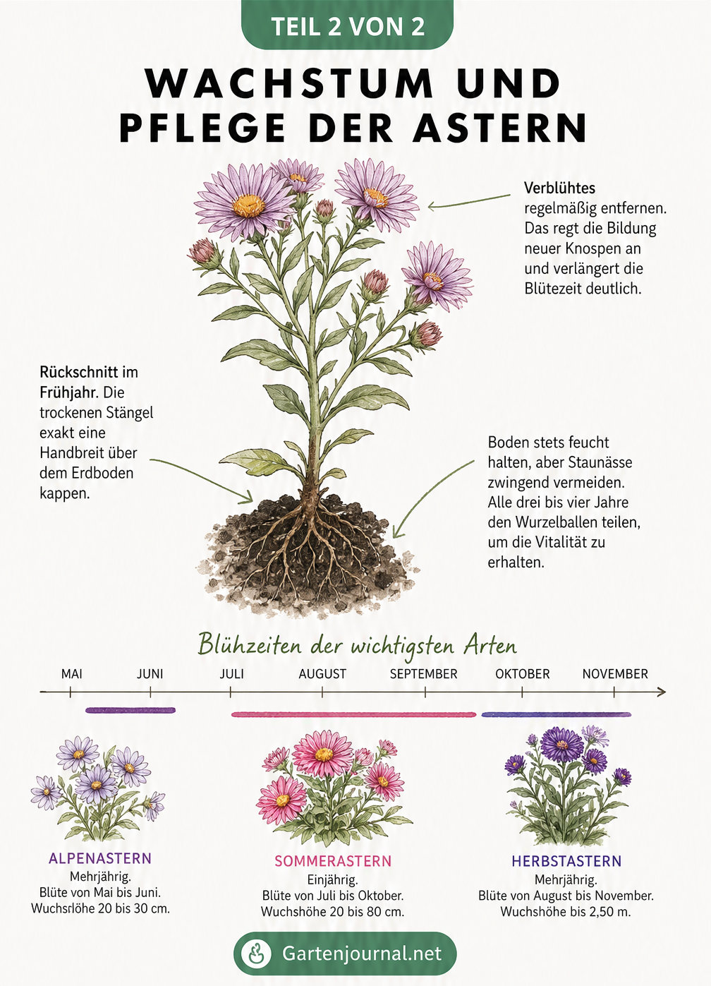 Botanische Illustration zur Pflege von Astern mit Tipps zu Rückschnitt, Gießen und Blühzeiten