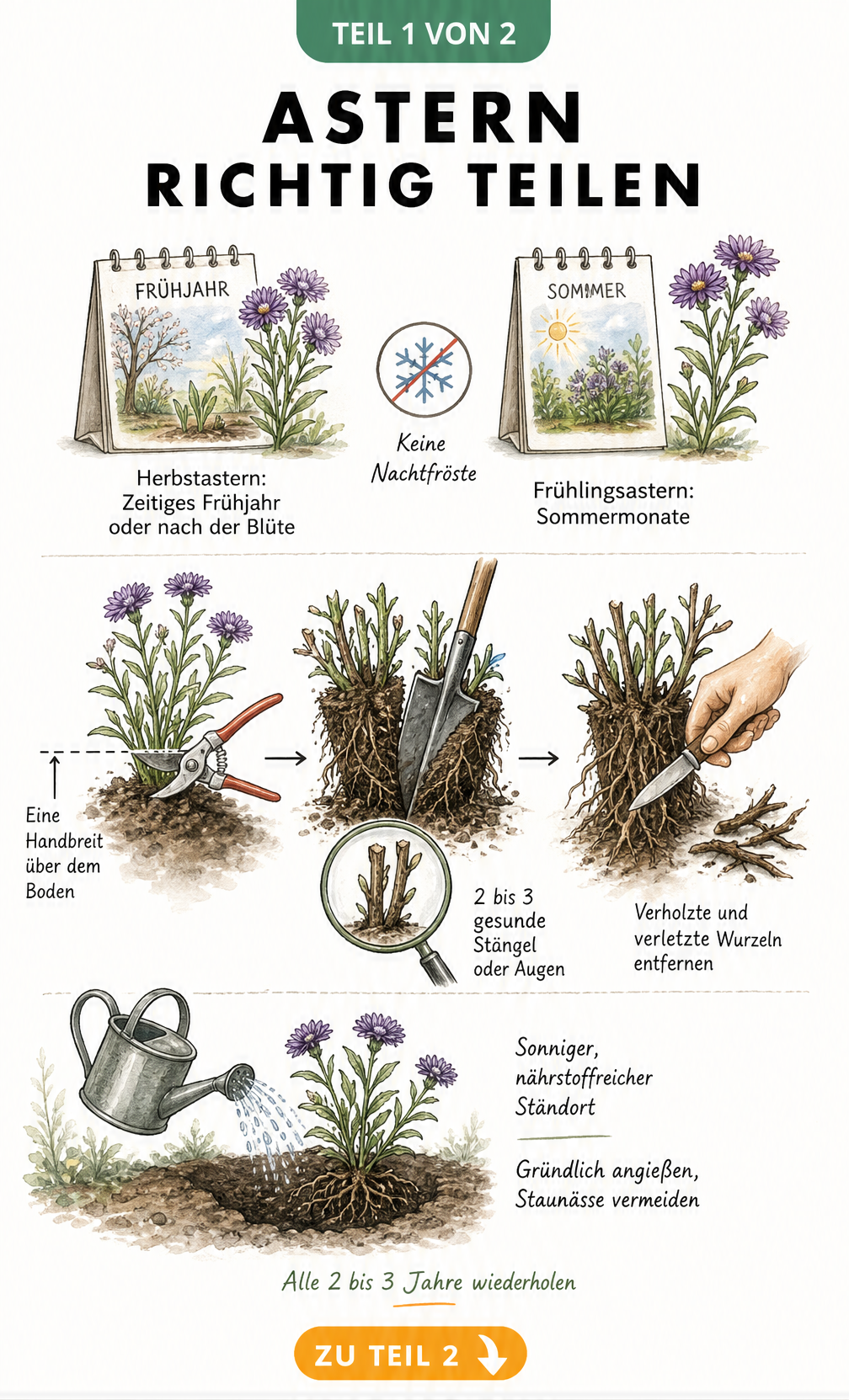 Illustration zur Teilung von Astern: Zeitpunkt, Rückschnitt, Wurzelteilung und Einpflanzen