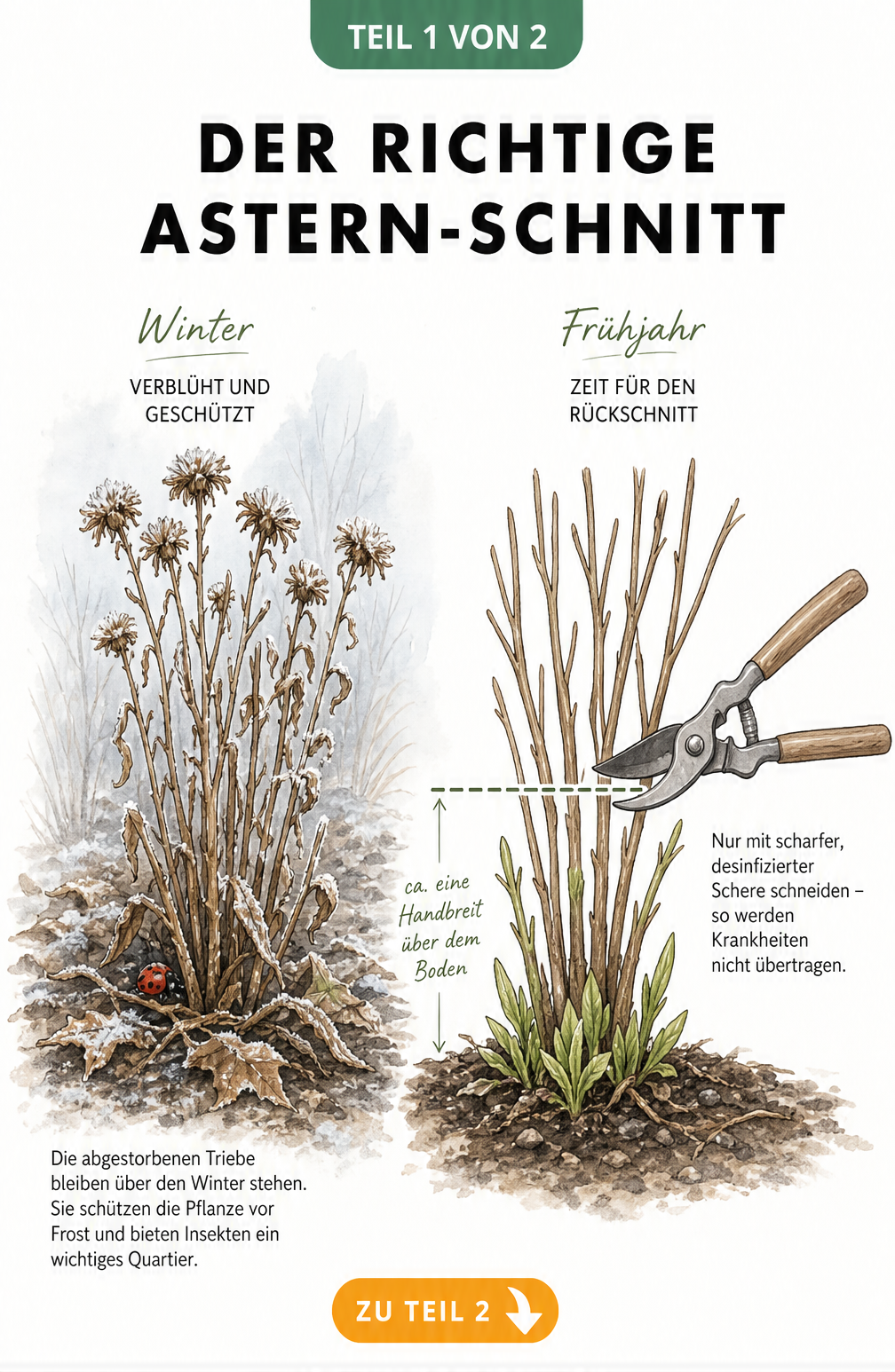 Botanische Illustration einer Aster im Winter als Insektenquartier und im Frühjahr beim Rückschnitt mit einer Gartenschere