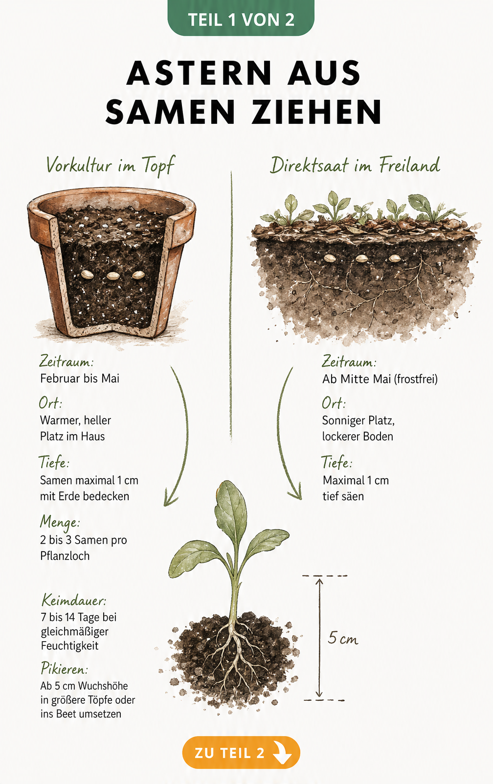 Botanische Illustration zur Aussaat von Astern: Vorkultur im Topf und Direktsaat im Freiland