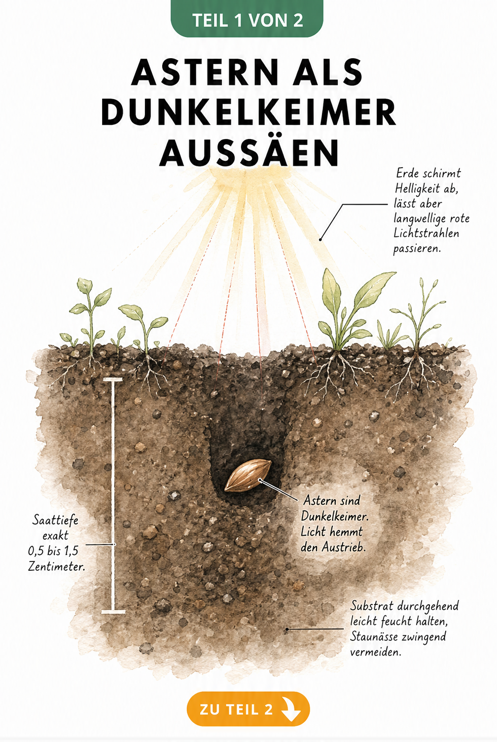 Erdquerschnitt mit einem Astern-Samen, der als Dunkelkeimer von Erde bedeckt ist und vor Licht geschützt wird.