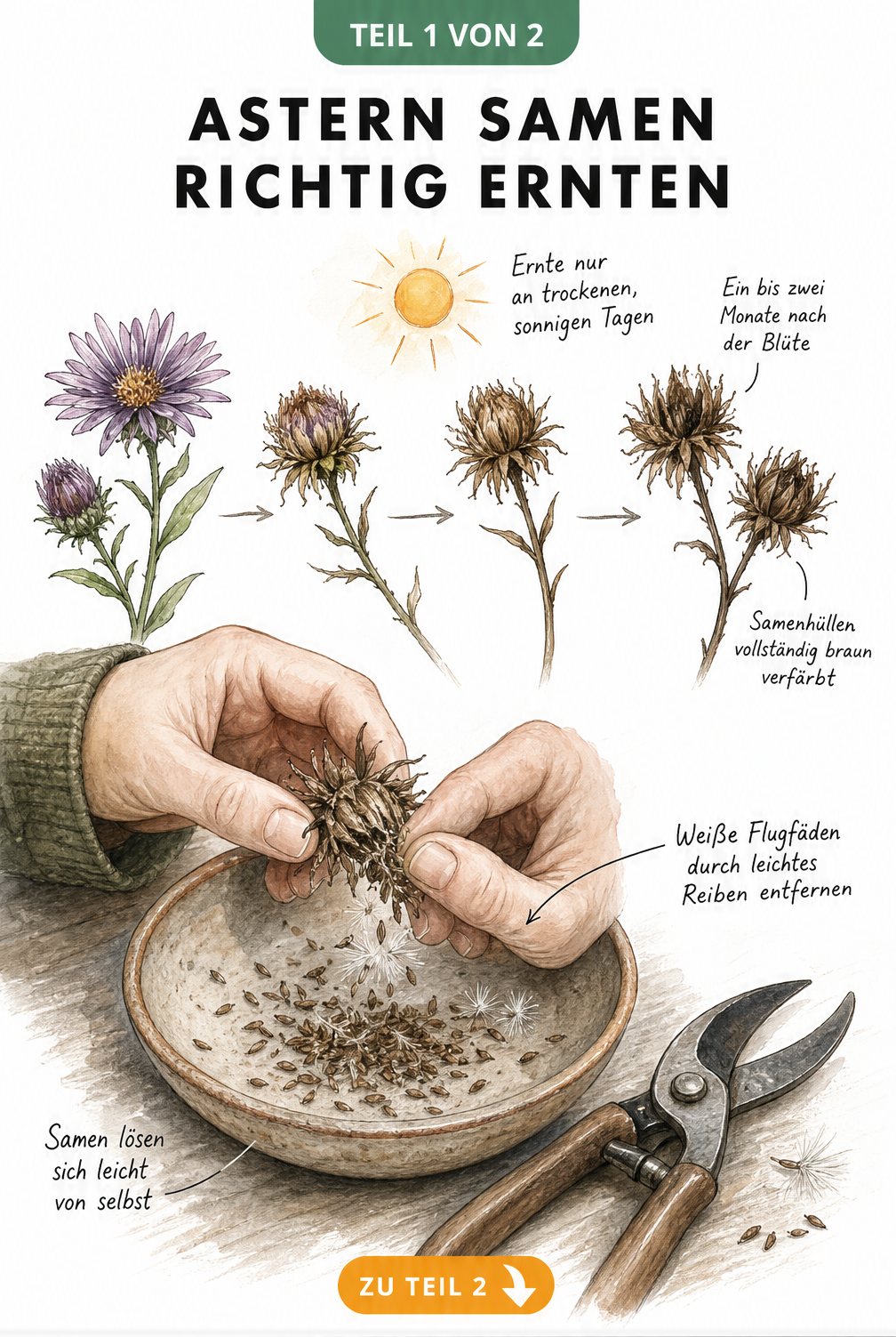 Botanische Illustration: Astern Samen richtig ernten, von der verblühten Blüte zum braunen Samenstand, mit Händen, die Samen über einer Schale zerreiben.